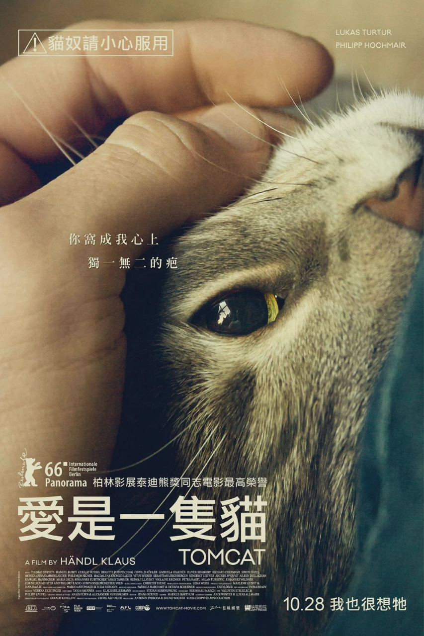 公猫
