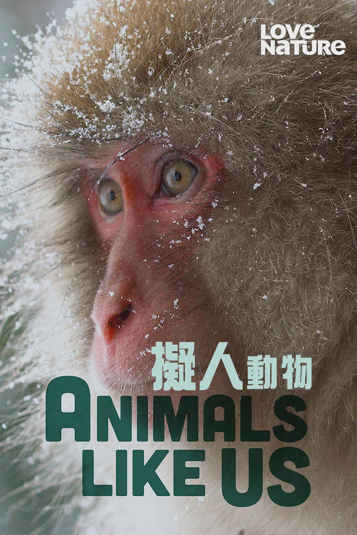 拟人动物