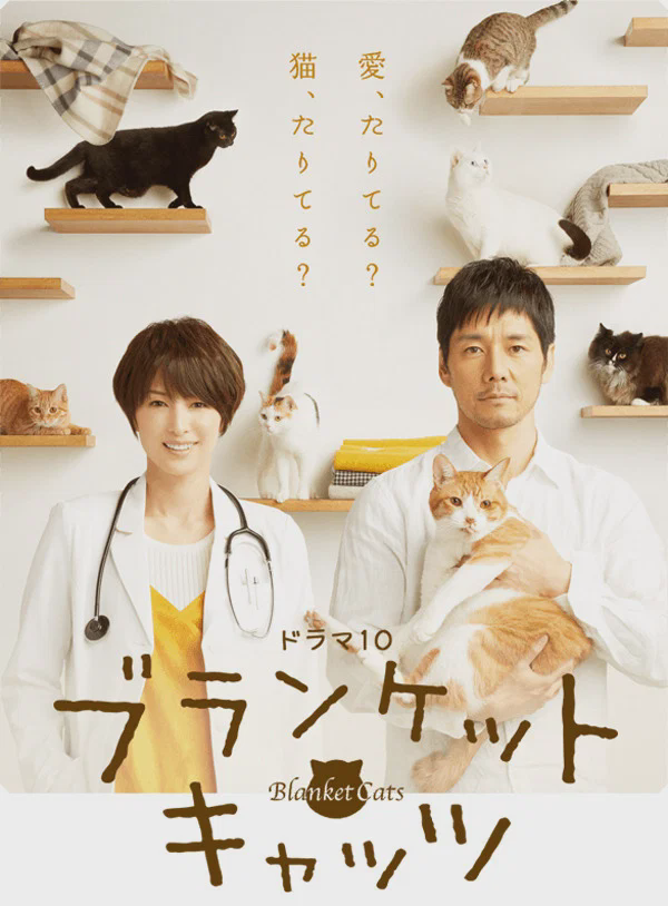 毛毯猫