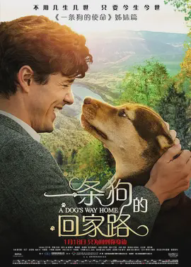 一条狗回家的路