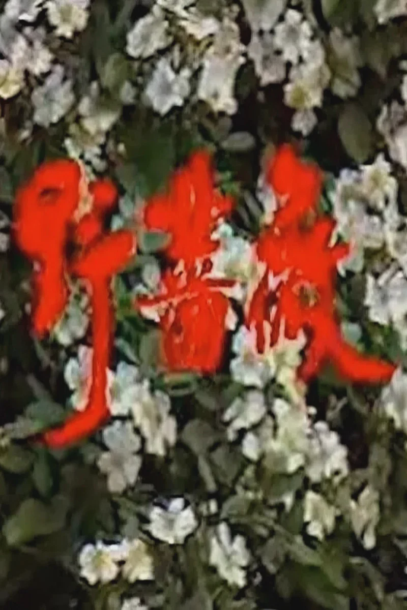 野蔷薇